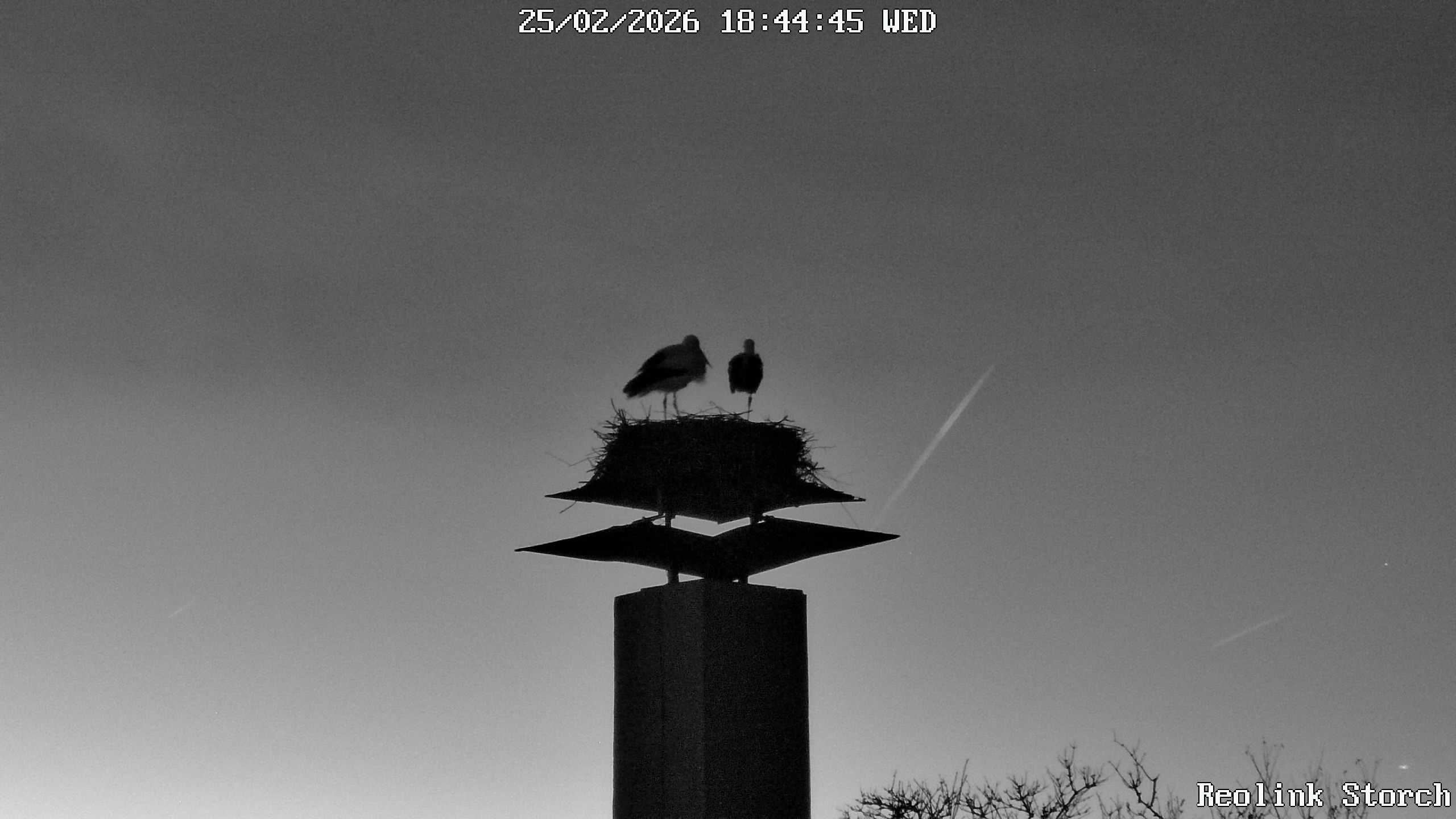 Storchencam Bild
